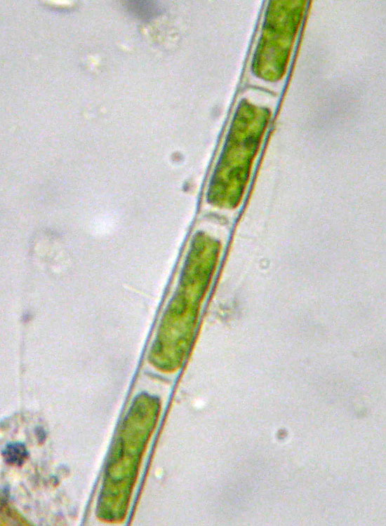 Microscopia salata